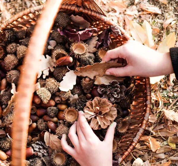 VENDREDI DES PETITS EXPLORATEURS – Le panier des trésors de l’été